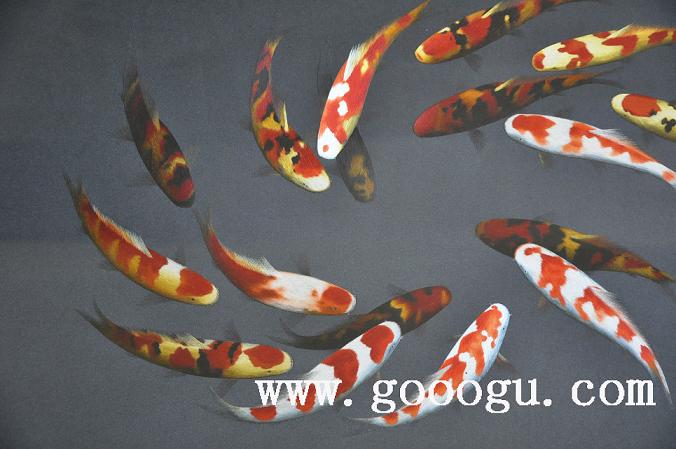 蘇繡年年有余,蘇繡精品,刺繡藝術品,蘇繡裝飾畫精品